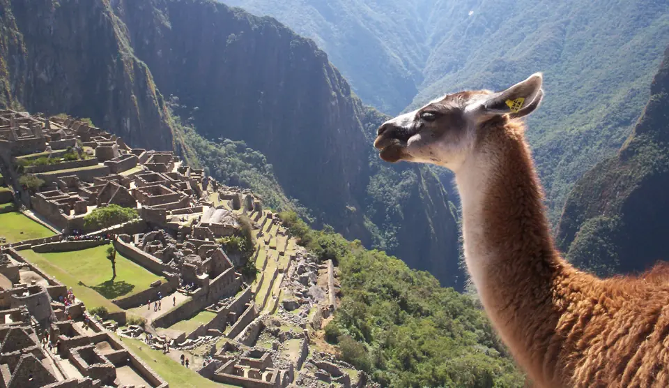 Alpaca with Machu Picchu Inca city, Peru