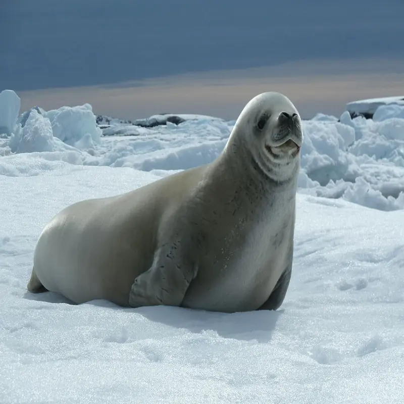 Classic Antarctica Air-Cruise