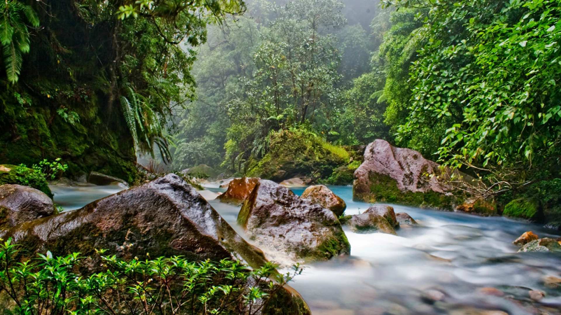 Costa Rica at its best - Nature, whales and dolphins  