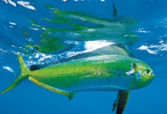 Fishing in Rio de Janeiro