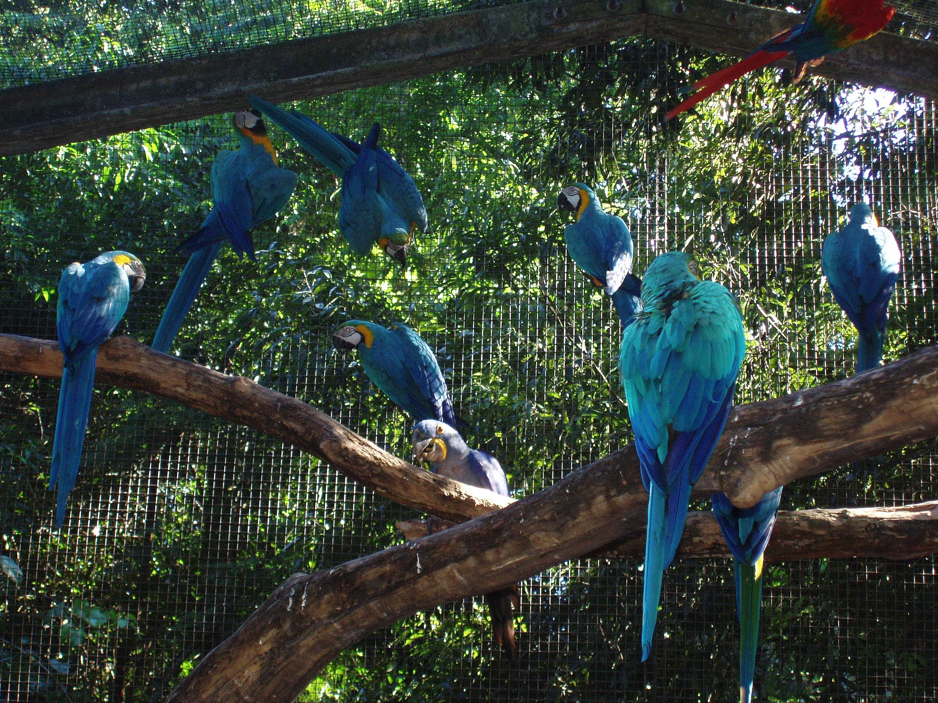 Park of Birds in Iguazu, Brazil – toucan and scarlet macaws in a tropical aviary