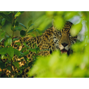 The Pantanal (9)