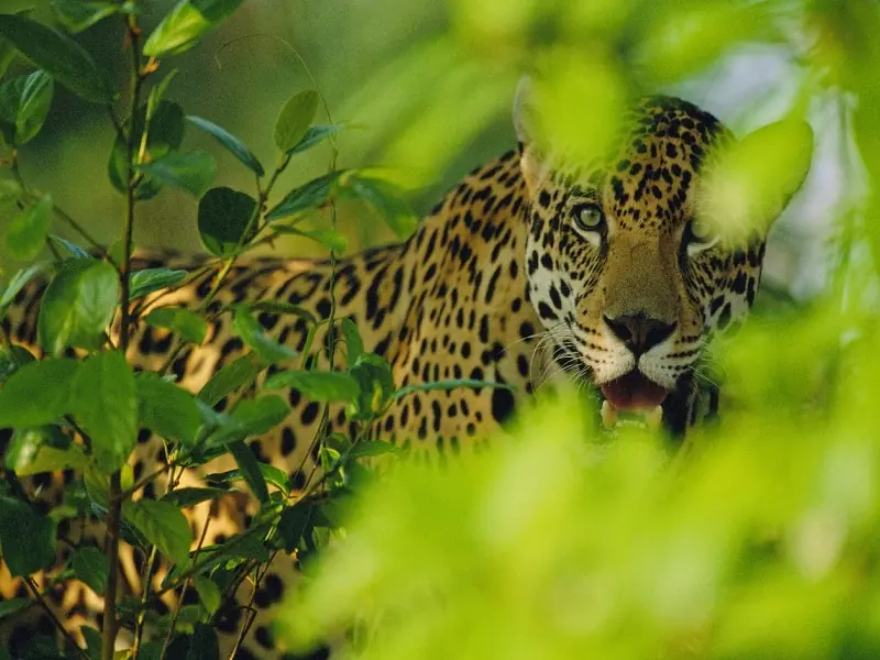 A fascinating tour of Brazil 