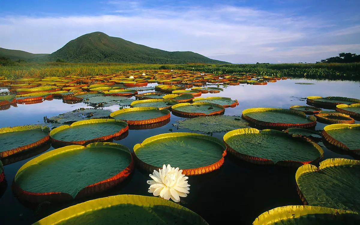 Day 14: South Pantanal  -13