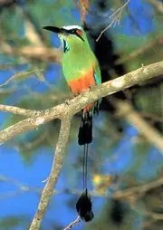 In the photo: flora and fauna of the country of Nicaragua
