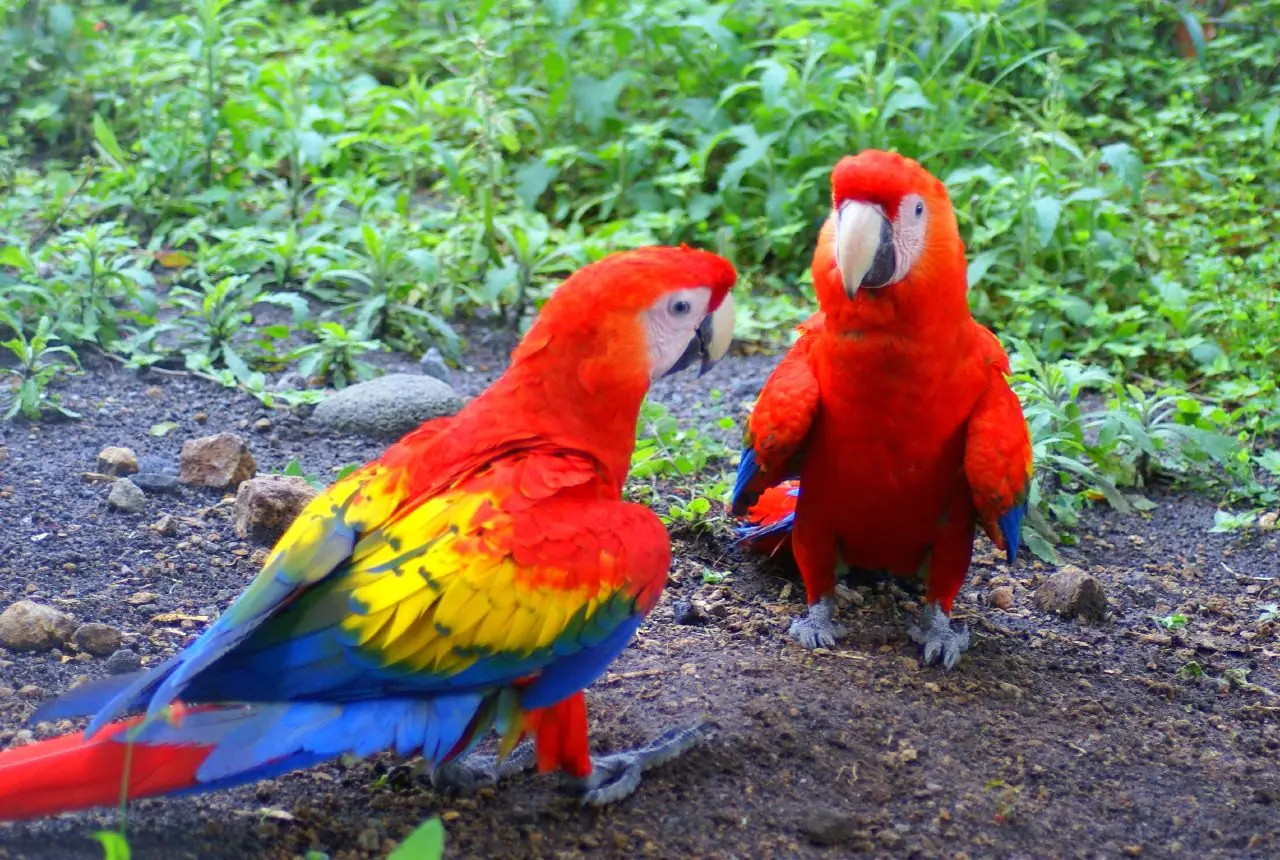 In the photo: the mountain resort of Boquete in Panama.