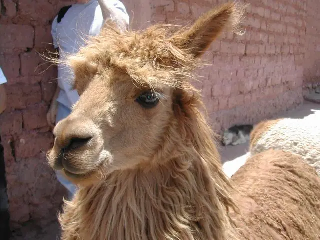 in the photo: the city of Cuzco in Peru
