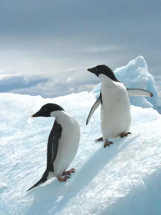 In the photo: pеnguines  in Antarctica