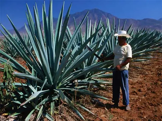 In the photo: Oaxaca City  in Mexico