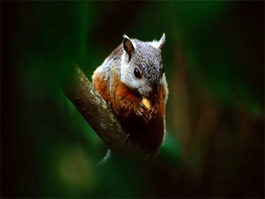 in the photo: Monteverde cloud forests in Costa Rica (Santa Elena)