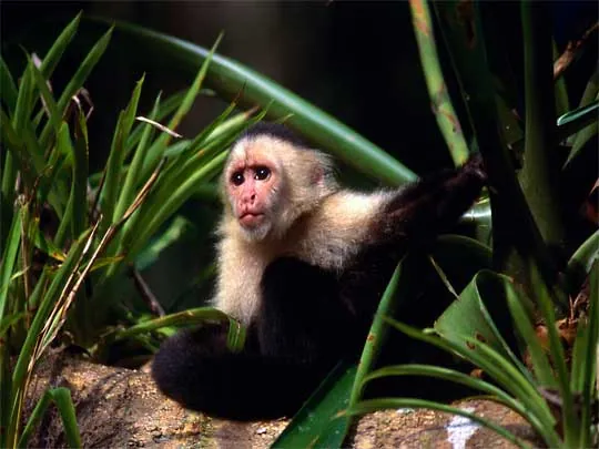 in the photo: Monteverde cloud forests in Costa Rica (Santa Elena)