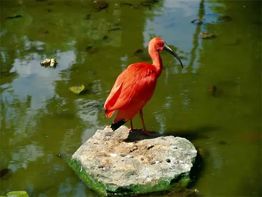In the photo: wildlife of Suriname