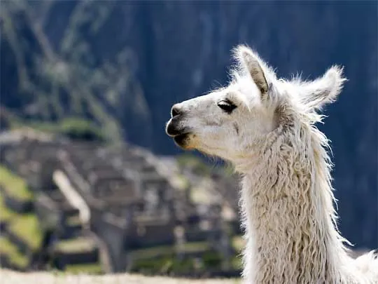 In the photo: the ancient Inca city of Machu Picchu in Peru