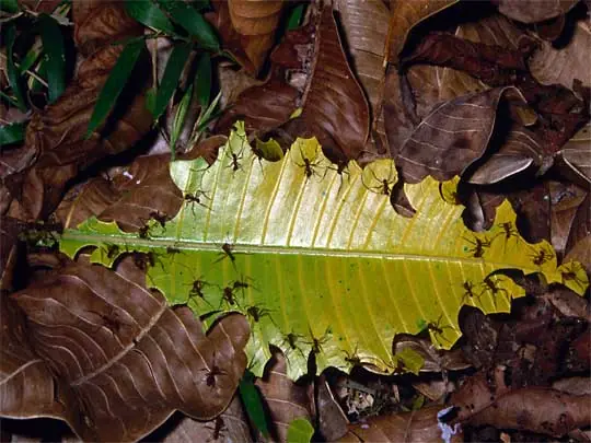 in the photo: eco tours to   Peninsula Osa  in Costa Rica