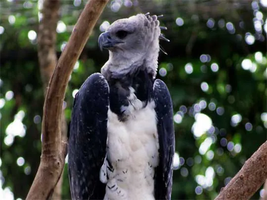In the photo: wildlife of Suriname