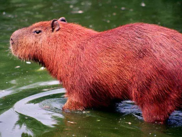 In the photo: Ecotourism in Paraguay