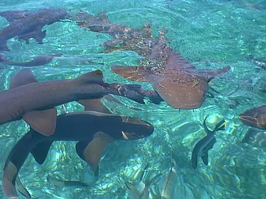in photo: the island of Ambergris Caye, Belize
