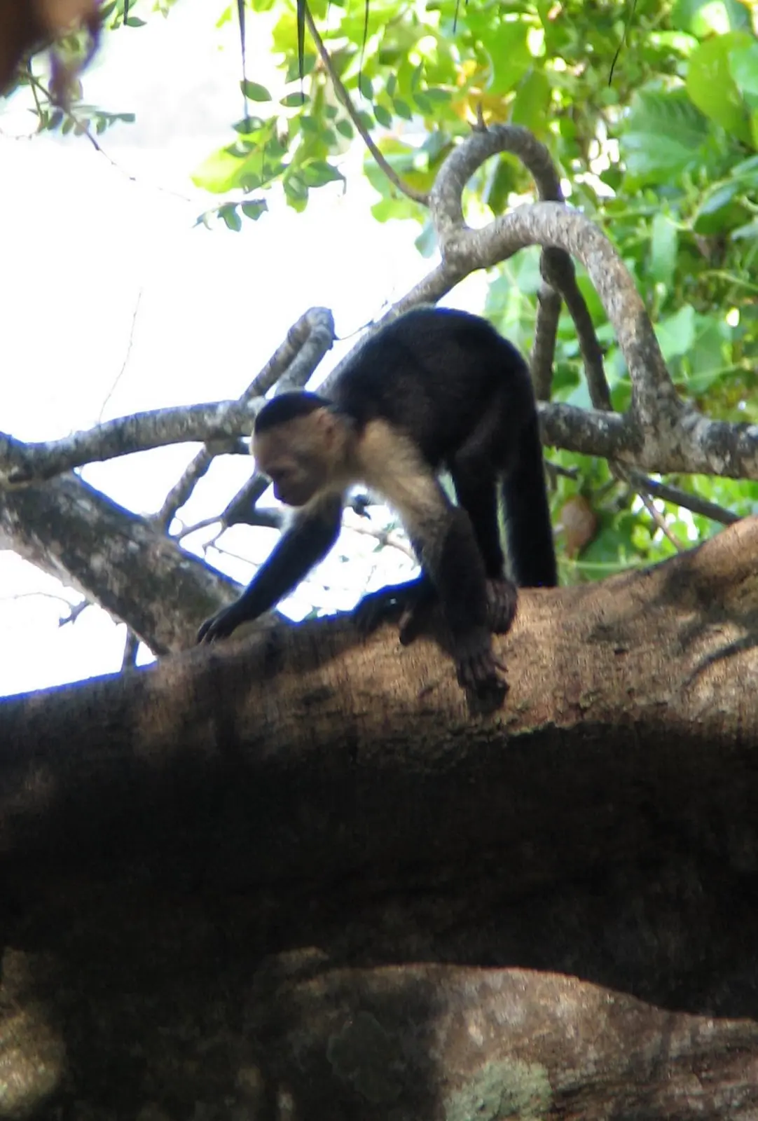 In the photo: Manuel Antonio Resort in Costa Rica