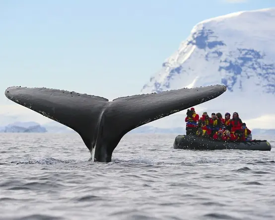 In the photo: cruises and whale watching  in Antarctica
