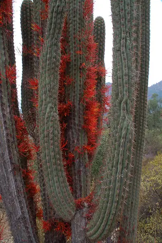 In the photo: cacti in Chile