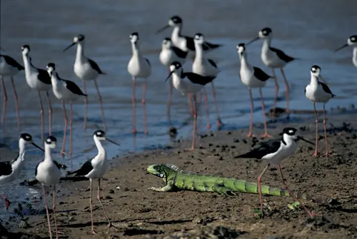 In the photo: Orinoco River Delta, Venezuela
