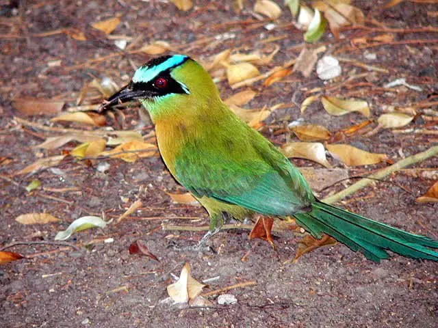 In the photo: a bird in Panama