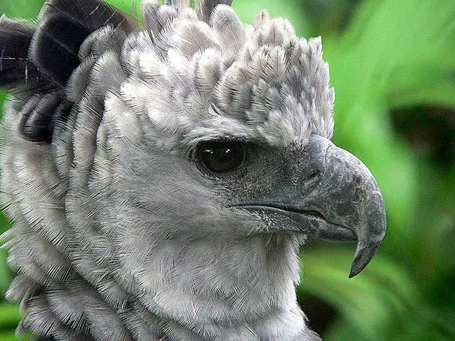 In the photo: a bird in Panama