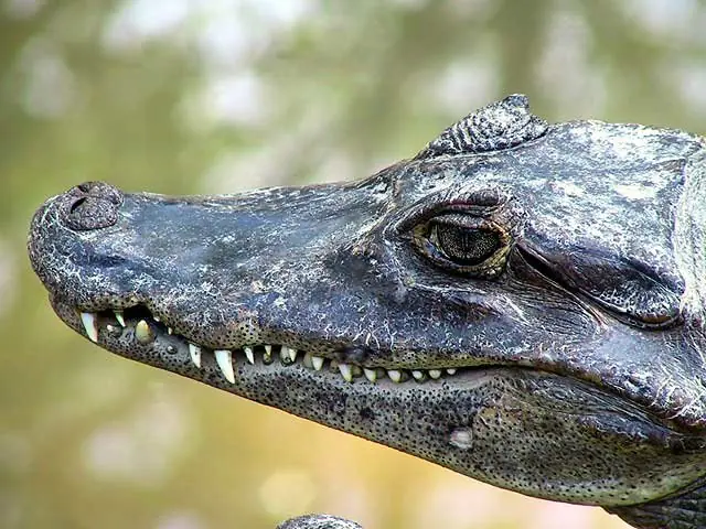 In the photo: El Nispero Zoo in Panama