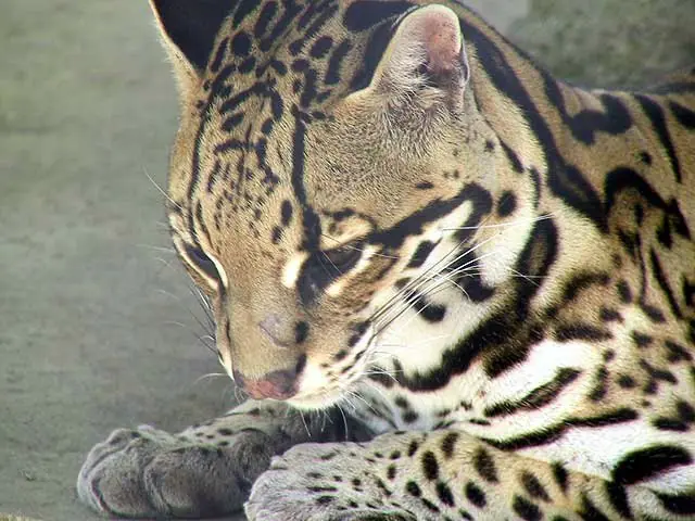 In the photo: El Nispero Zoo in Panama