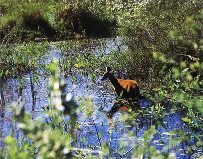 in photo: The Pantanal National park in Brazil 