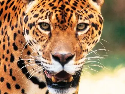 in photo: The Pantanal National park in Brazil 