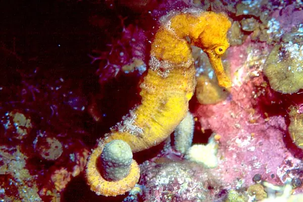 In the photo: Roatan Island in Honduras