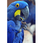 Bird Park - Iguaçu