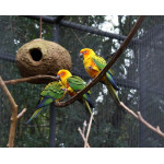 Bird Park - Iguaçu