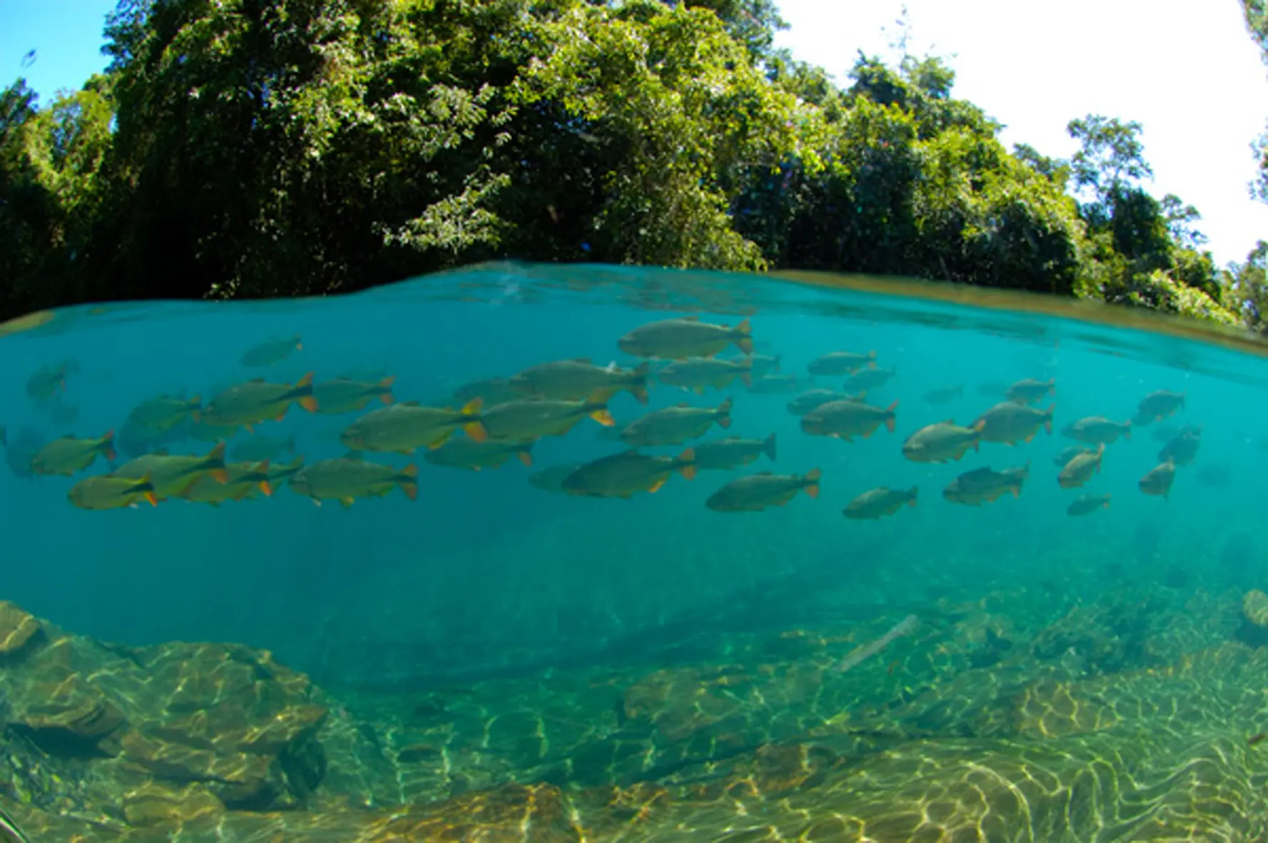 Ecuador: Living Nature