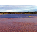 Meeting of the waters Manaus