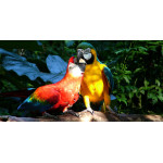 Bird Park - Iguaçu