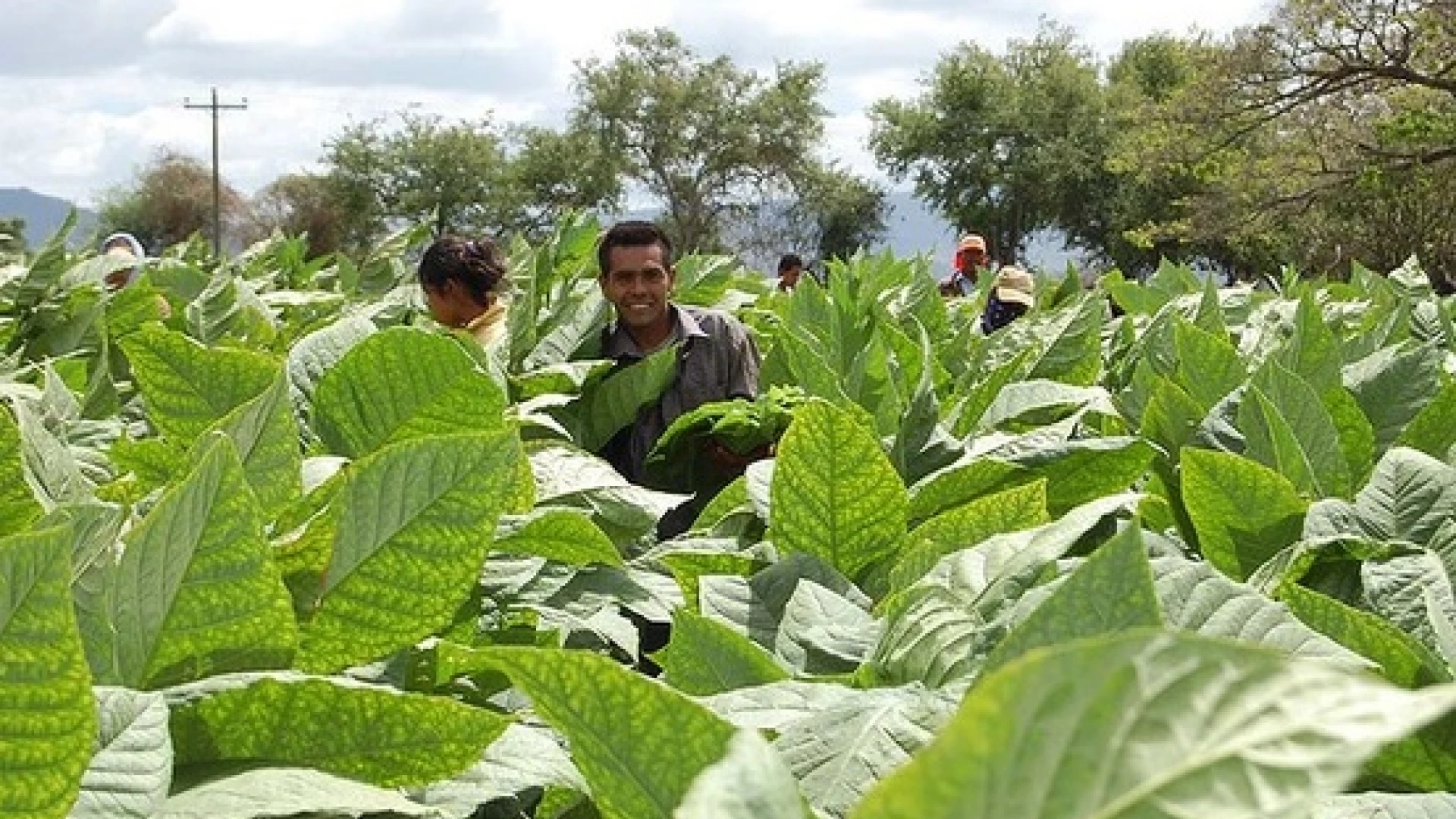 Estelí – Tour del Tabaco