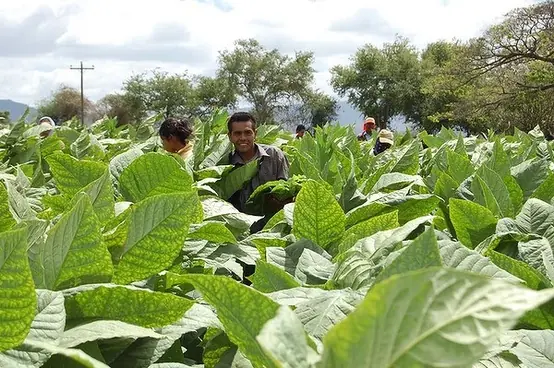Estelí – Tour del Tabaco -1839