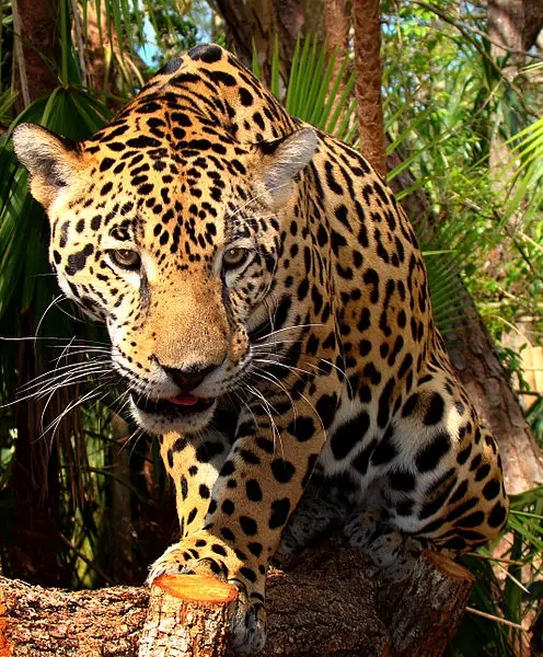 Belize Zoo Tour