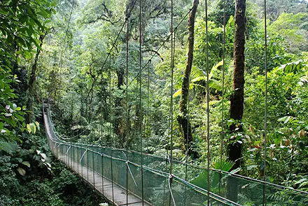 Villa Lapas hanging bridges -2055