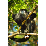 Baboon Sanctuary & Altun Ha Maya Site