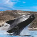 Colombia 2022: Whale Season Plan - Bahia Solano Whale Watching