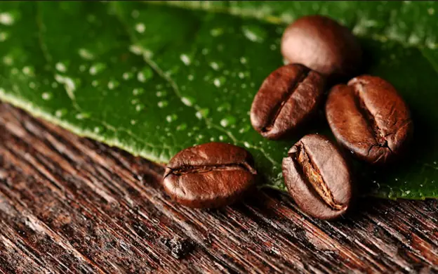 Coffee tour in Brazil for 9 days