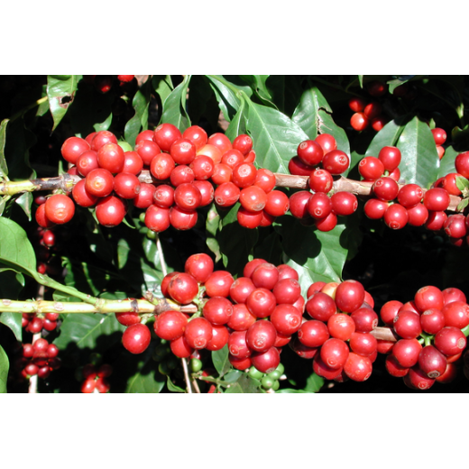 Brazil Coffee Tour 2023