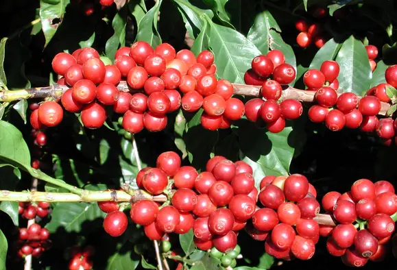 Brazil Coffee Tour 
