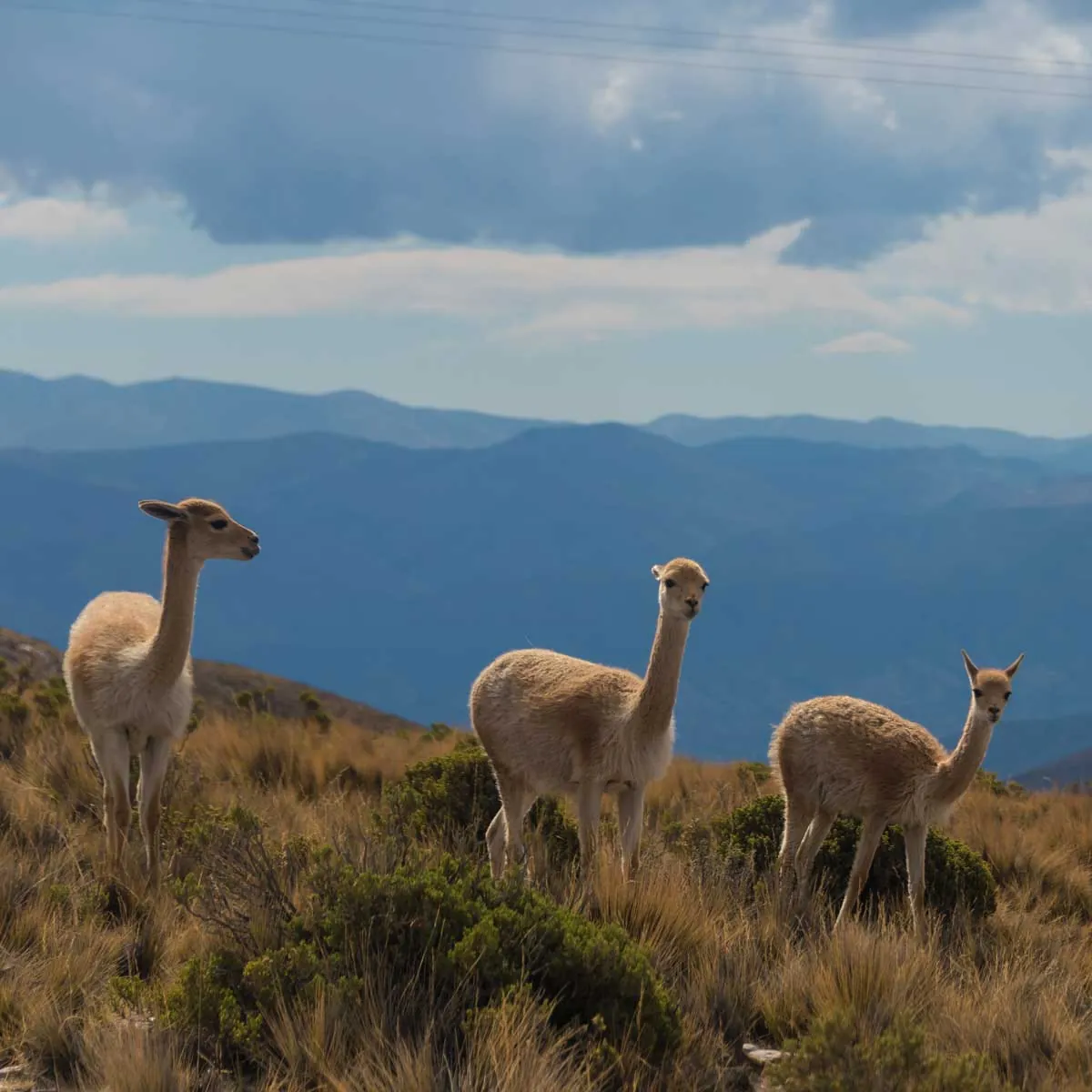 Alpacas in Peruvian Andes