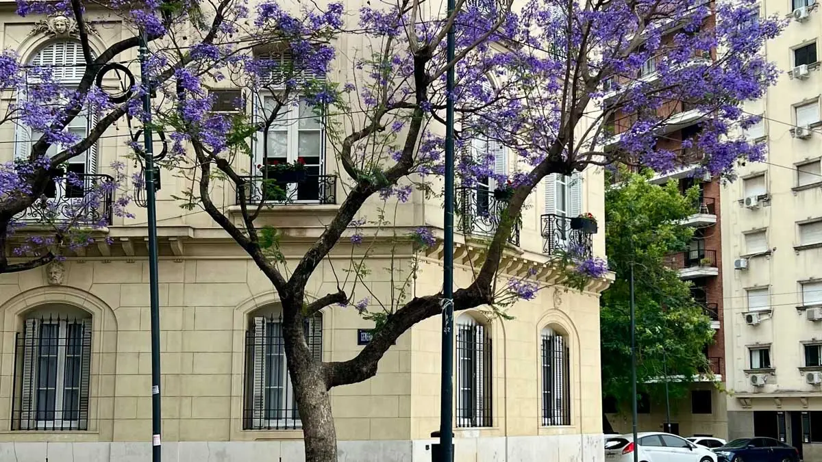 Blooming Buenos Aires in spring, purple jacarandas and city parks
