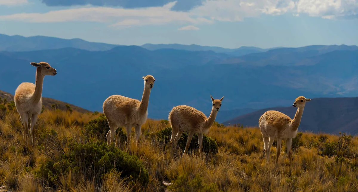 3 Countries-Tour: Brazil, Argentina and Peru
