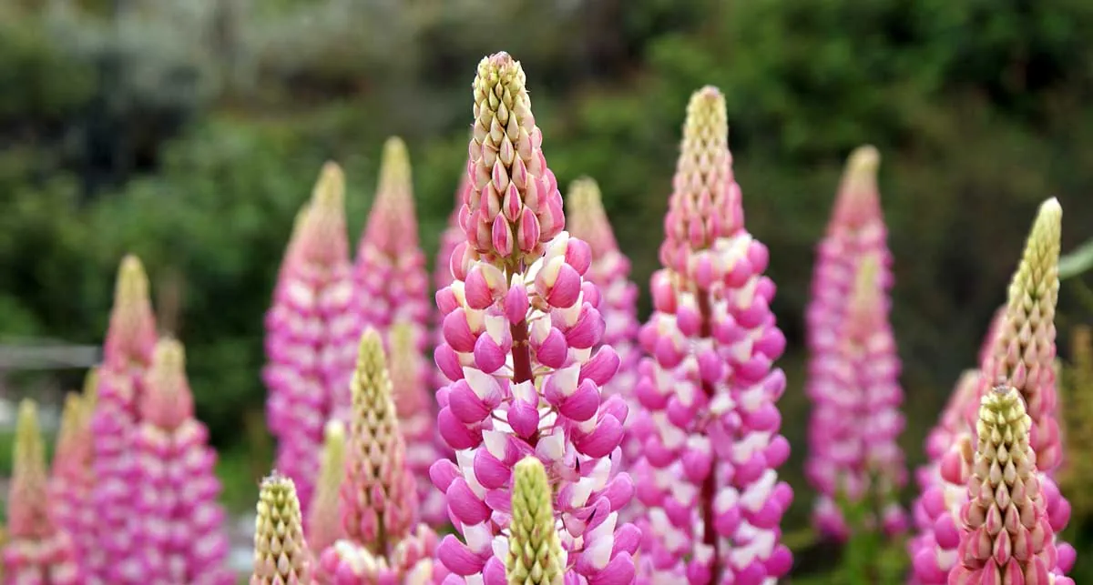 Blooming lupines in Patagonia, Argentina, summer fields and landscapes